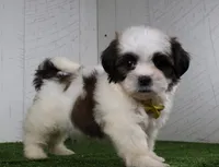 Justin, a male Shih Tzu for sale in Millersburg, OH – 1 of 5