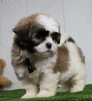 Travis, a male Shih Tzu for sale in Millersburg, OH – 2 of 6