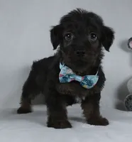 Silas, a male Yorkipoo for sale in Millersburg, OH – 2 of 4