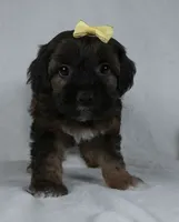 Mindy, a female Yorkipoo for sale in Millersburg, OH – 3 of 5