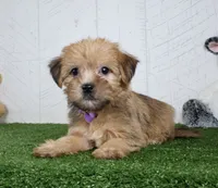 Waylon, a male Shih Tzu and Yorkshire Terrier for sale in Millersburg, OH – 5 of 5