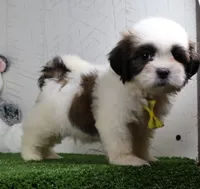 Justin, a male Shih Tzu for sale in Millersburg, OH – 4 of 5