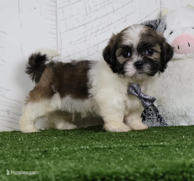 Josh – Shih Tzu puppy for sale in Millersburg, OH