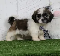 Josh, a male Shih Tzu for sale in Millersburg, OH – 1 of 4