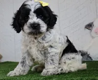 Debbie, a female Cockapoo for sale in Millersburg, OH – 4 of 4