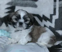 Grant, a male Shih Tzu for sale in Millersburg, OH – Photo 1 of 4