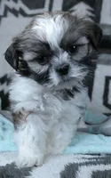 Grant, a male Shih Tzu for sale in Millersburg, OH – Photo 4 of 4