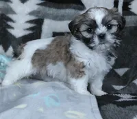Grant, a male Shih Tzu for sale in Millersburg, OH – Photo 3 of 4
