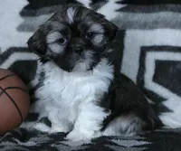 Alex, a male Shih Tzu for sale in Millersburg, OH – Photo 1 of 4