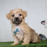 Bowser, a male Bichon Frise and Yorkshire Terrier for sale in Millersburg, OH – 3 of 4