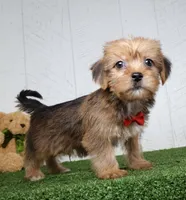 Drew, a male Shih Tzu and Yorkshire Terrier for sale in Millersburg, OH – 3 of 4