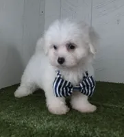 Benett, a male Bichon Frise for sale in Millersburg, OH – 5 of 5