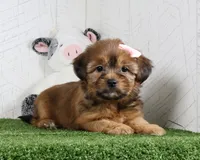 Kate, a female Shih Tzu and Yorkshire Terrier for sale in Millersburg, OH – 2 of 5
