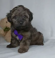 Zach, a male Yorkipoo for sale in Millersburg, OH – 3 of 3