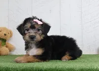 Polly, a female Bichon Frise and Yorkshire Terrier for sale in Millersburg, OH – 2 of 3