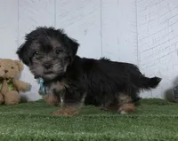 Winnie, a male Shorkie for sale in Millersburg, OH – 3 of 4