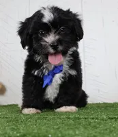 Micah, a male Bichon Frise and Shih Tzu for sale in Millersburg, OH – 4 of 4