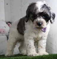 Winston, a male Cockapoo for sale in Millersburg, OH – 3 of 4