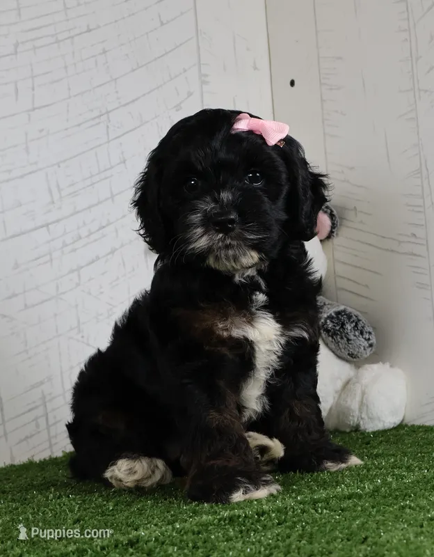 Darla – Cockapoo puppy for sale in Millersburg, OH