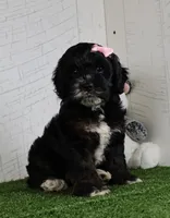Darla, a female Cockapoo for sale in Millersburg, OH – 1 of 5