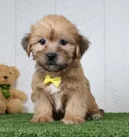 Tyler, a male Shih Tzu and Yorkshire Terrier for sale in Millersburg, OH – 3 of 4