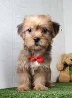 Drew, a male Shih Tzu and Yorkshire Terrier for sale in Millersburg, OH – 2 of 4