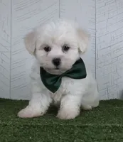 Conner, a male Bichon Frise for sale in Millersburg, OH – 1 of 3