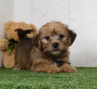 Ike, a male Shih Tzu and Yorkshire Terrier for sale in Millersburg, OH – 4 of 7