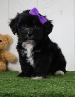 Stacey, a female Bichon Frise and Shih Tzu for sale in Millersburg, OH – 3 of 4