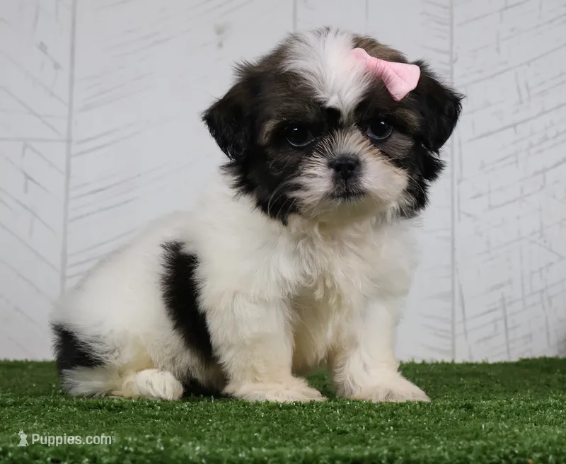 Dolly – Shih Tzu puppy for sale in Millersburg, OH