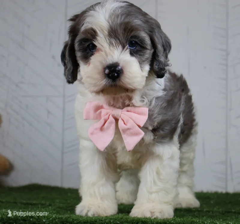 Bruno – Cockapoo puppy for sale in Millersburg, OH