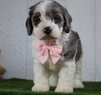 Bruno, a male Cockapoo for sale in Millersburg, OH – 1 of 4