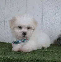Benson, a male Bichon Frise for sale in Millersburg, OH – 3 of 5