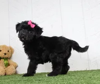Stella, a female Bichon Frise and Yorkshire Terrier for sale in Millersburg, OH – 3 of 5