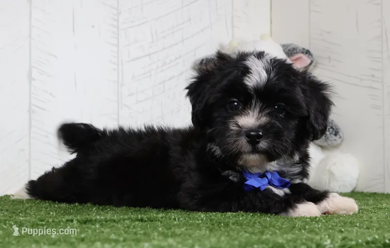 Micah – Bichon Frise, Shih Tzu puppy for sale in Millersburg, OH