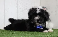Micah, a male Bichon Frise and Shih Tzu for sale in Millersburg, OH – 1 of 4