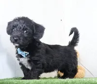 pepper, a male Bichon Frise and Yorkshire Terrier for sale in Millersburg, OH – 3 of 3