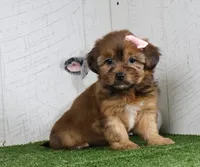 Kate, a female Shih Tzu and Yorkshire Terrier for sale in Millersburg, OH – 5 of 5