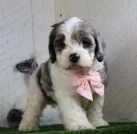 Bruno, a male Cockapoo for sale in Millersburg, OH – 3 of 4