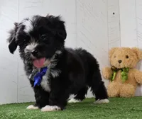 Micah, a male Bichon Frise and Shih Tzu for sale in Millersburg, OH – 3 of 4