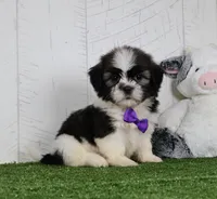 Cooper, a male Shih Tzu for sale in Millersburg, OH – 3 of 4