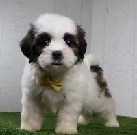 Justin, a male Shih Tzu for sale in Millersburg, OH – 3 of 5