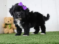 Stacey, a female Bichon Frise and Shih Tzu for sale in Millersburg, OH – 4 of 4
