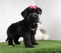 Stella, a female Bichon Frise and Yorkshire Terrier for sale in Millersburg, OH – 5 of 5