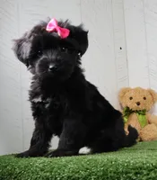 Stella, a female Bichon Frise and Yorkshire Terrier for sale in Millersburg, OH – 2 of 5