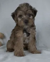Kaleb, a male Yorkipoo for sale in Millersburg, OH – 4 of 4