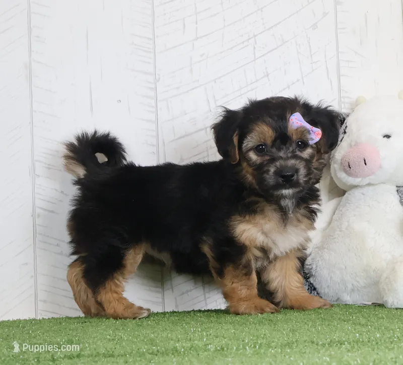Piper – Bichon Frise, Yorkshire Terrier puppy for sale in Millersburg, OH