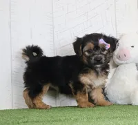 Piper, a female Bichon Frise and Yorkshire Terrier for sale in Millersburg, OH – 1 of 4