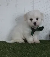 Conner, a male Bichon Frise for sale in Millersburg, OH – 2 of 3