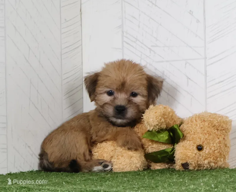 Tyler – Shih Tzu, Yorkshire Terrier puppy for sale in Millersburg, OH